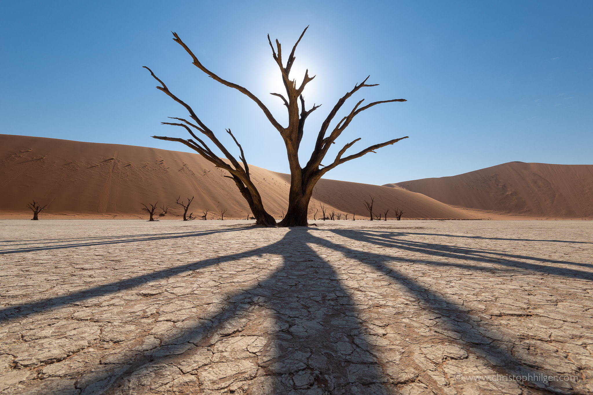 Abgestorbener, alter Kameldornbaum im Deadvlei, Sossusvlei, Namibia