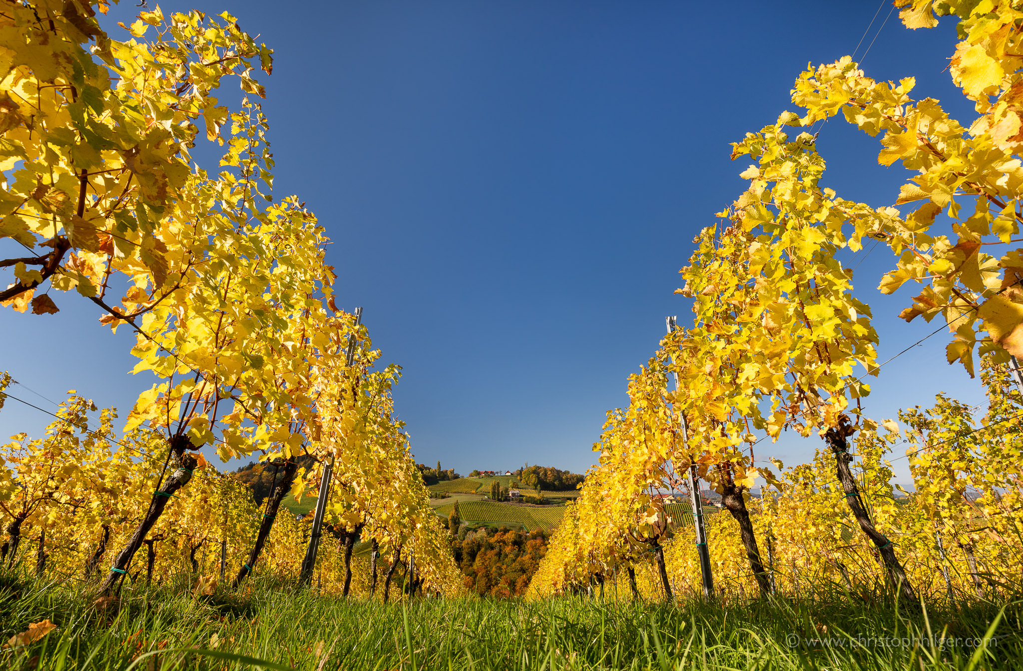 Herbstlicher Weinberg in der Südsteiermark