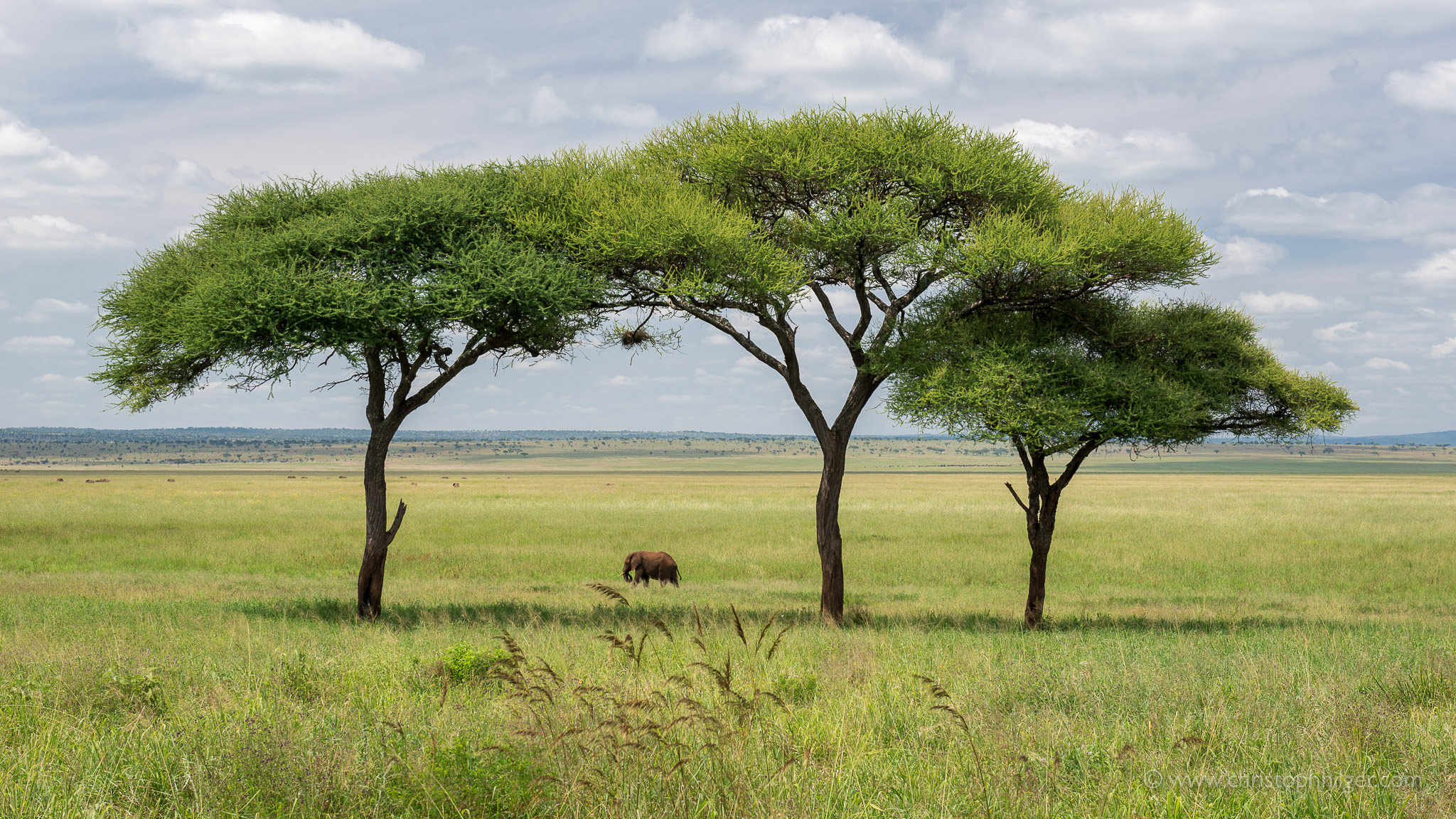 Elefant unter Schirmakazien im Tarangire-Nationalpark, Tansania